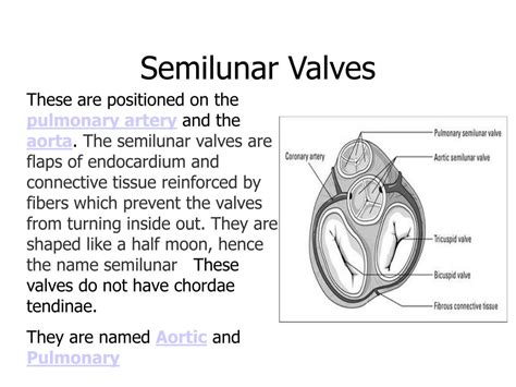 valves similar to semilunar valves are found in some: